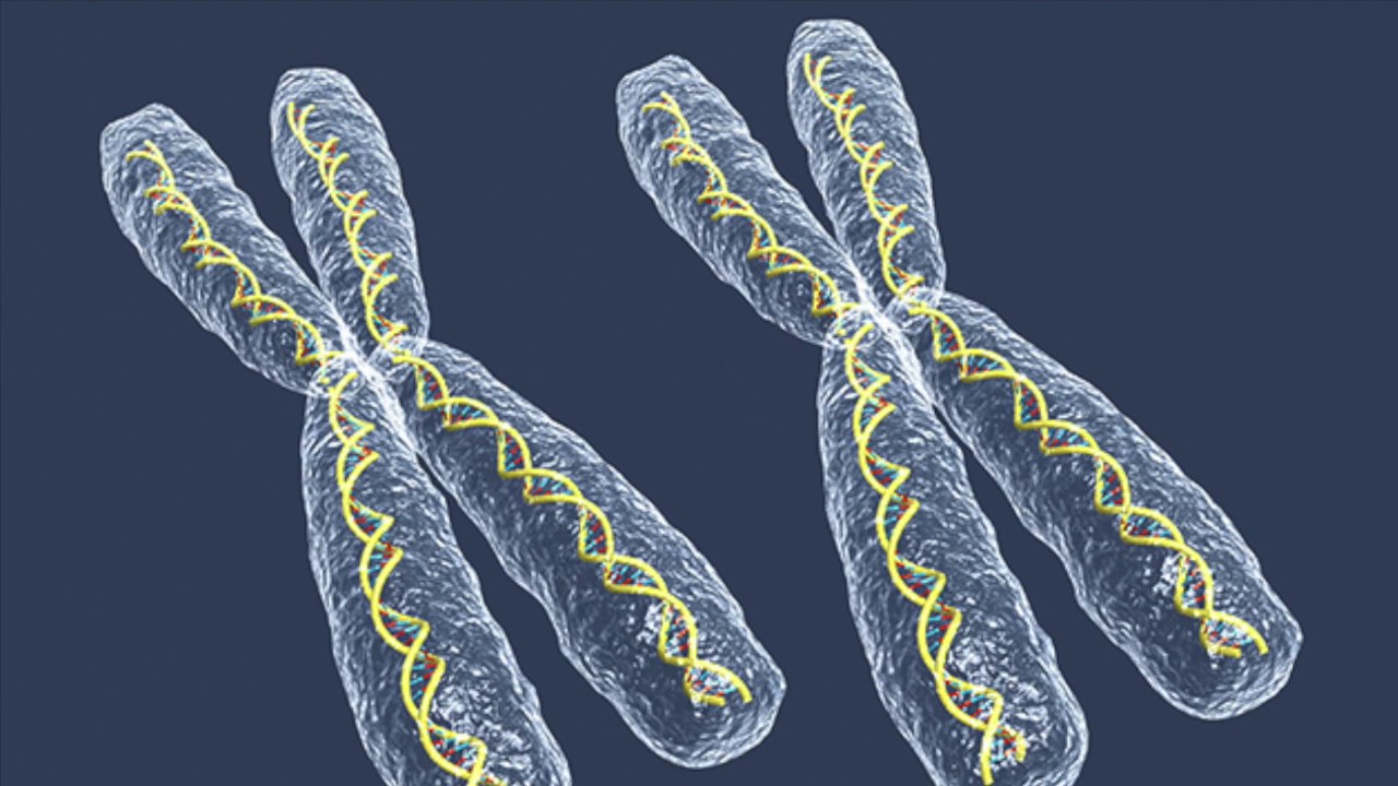 Появление в генотипе лишней хромосомы