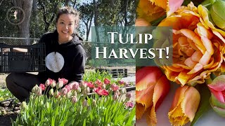 Secrets to Successful Tulip Harvesting