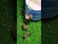 Rat trap Creative mouse trap tips at home #mousetrap #rattrap 7