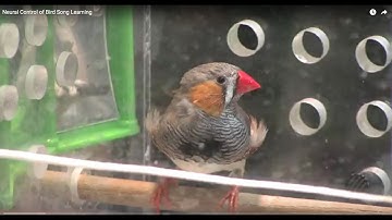 Neural Control of Bird Song Learning