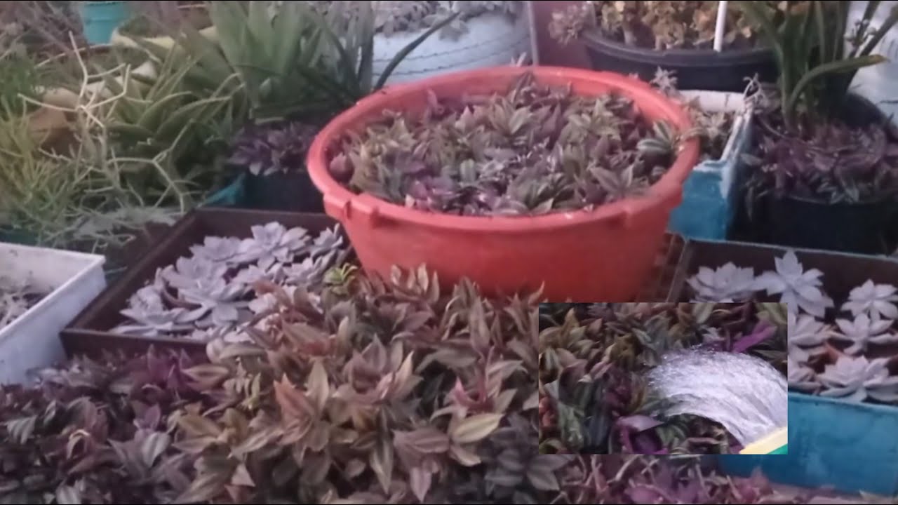 ترتيب وتعديل بعض النباتات في فصل الخريف