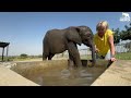 On the road to healing with baby elephant phabeni