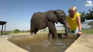 On the Road to Healing with Baby Elephant, Phabeni by HERD Elephant Orphanage South Africa 46,216 views 2 days ago 30 minutes