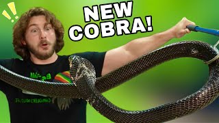 NEW Cobra wants to BITE! by Chandler's Wild Life 227,602 views 3 months ago 27 minutes