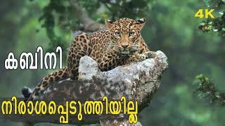 Kabini Forest Safari |Nagarhole Tiger Reserve| Karnataka | Travel Diary Wild |