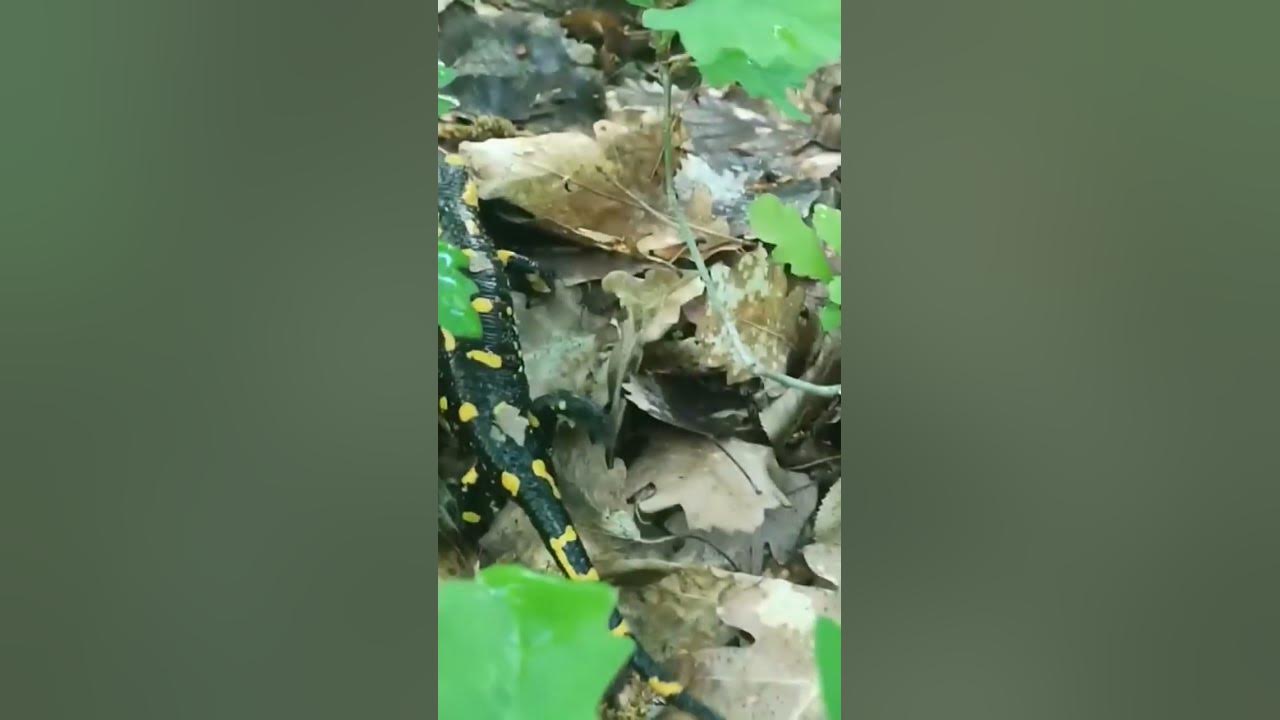 Гущер 🦎 дъждовник - YouTube