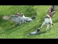 Ozzy man reviews hawk vs duck