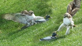 Ozzy Man Reviews: Hawk vs Duck