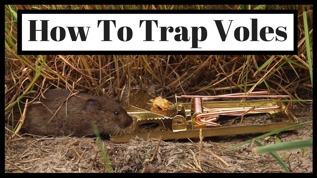 Vole Trapping kits | My Site