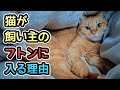 ただ寒いからだけじゃなかった!猫が布団に入ってくる理由と、寝る位置でわかる猫の気持ち