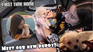 MEET OUR NEW PUPPY! *bringing her home for the first time* | First 24 hours