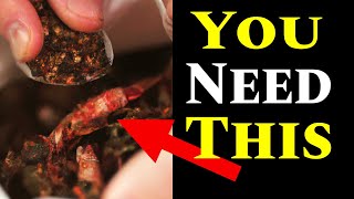 Crustacean Meal Ultimate Organic Fertilizer For Your Plants