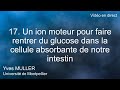 17. Un ion moteur pour faire rentrer du glucose dans la cellule absorbante de notre intestin