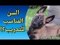 à quel age peut on dresser un chien 🐶 السن المناسب لتدريب كلبك ؟