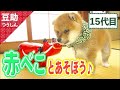 いっしょに、ゆ~らゆ~ら…お次はけん玉だーい♪15代目【豆助通信】<柴犬・豆柴>Japanese dog mameshiba