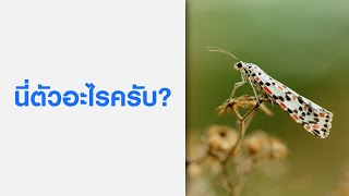 Galaxy AI: หมดปัญหา นี่ตัวอะไร เพราะ.. | Samsung