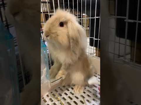 兔子梳毛