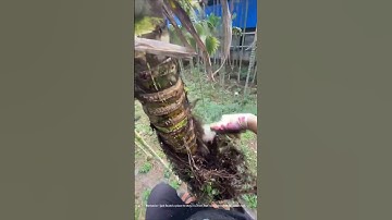 Barnacles are all over the betel nut trees, and farmers are staging a "tree-shaving campaign"!