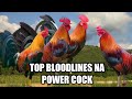 Top 5 gamefowl bloodlines in the philippines