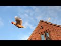 Chickens Flying In The Yard Chickens Flying In The Yard