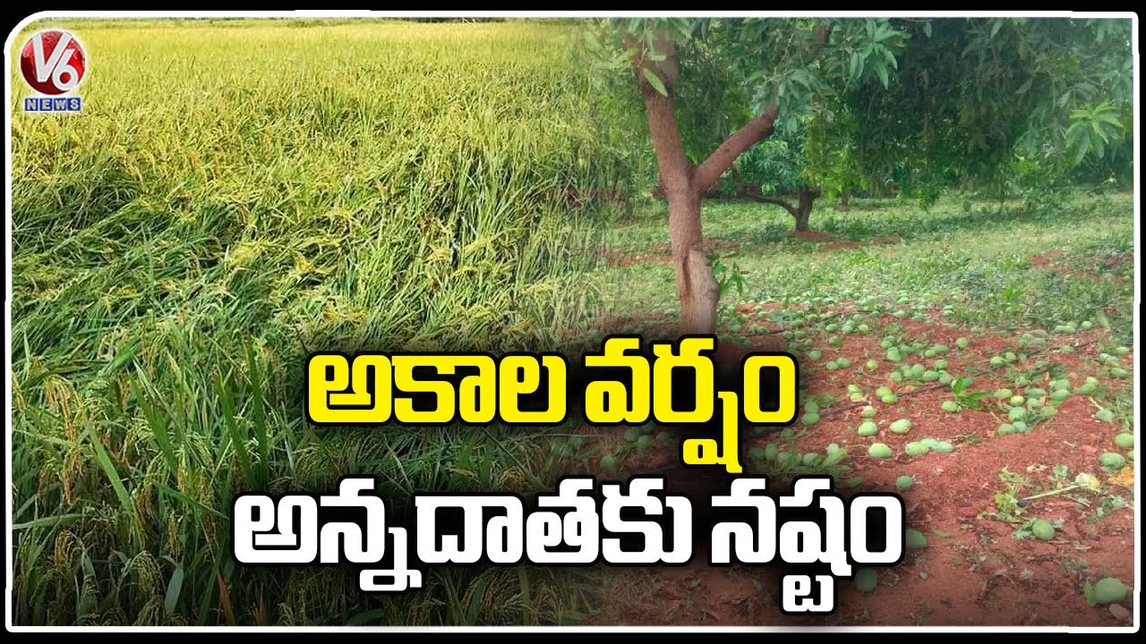 Special Story On Nizamabad Crop Damage Due To Hailstorm | V6 News - YouTube