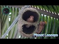          how to make a baya weaver bird nest in coconut trees
