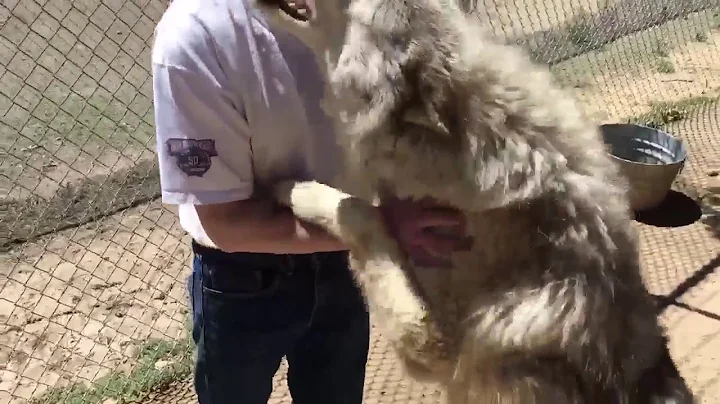 Man Survives Wild Wolf Kiss!