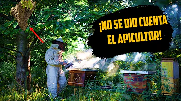 ¿Es cruel quitar la miel a las abejas?