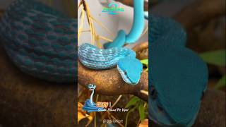 Animals In Zootopia zootopia2 zootopia disney shakira zootropolis