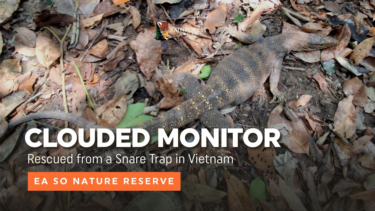 Rainforest Trust Partner Spotlight: Clouded Monitor Rescued from a Snare Trap in Vietnam