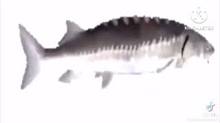 Funky town (earrape)