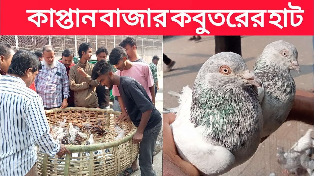 ১৩/০২/২০২৬,কাপ্তান বাজার কবুতর হাট। ঐতিহ্যবাহী কবুতর হাট ঢাকার হাট কাপ্তান বাজার কবুতর হাট।