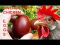 DIVERSITY OF CHICKEN EGGS: a comparison with 20 different breeds from Leghorn to Orpington