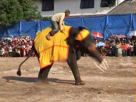 Download 840 Gambar Gajah Ketawa  Gratis HD