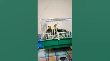 The Eurasian Golden Oriole طائر الصفير الذهبي 