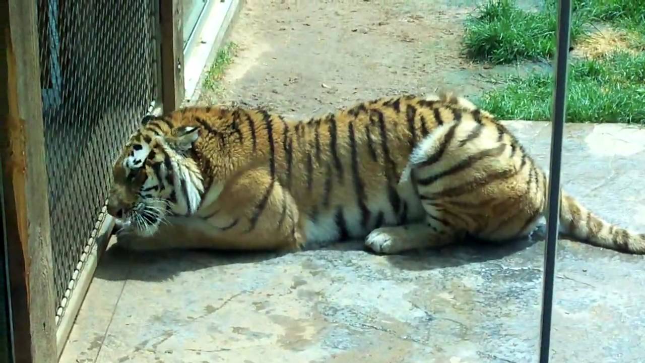 Siberian Tiger Training at the Louisville Zoo - YouTube