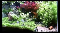 さぼりch チャンネル紹介動画
