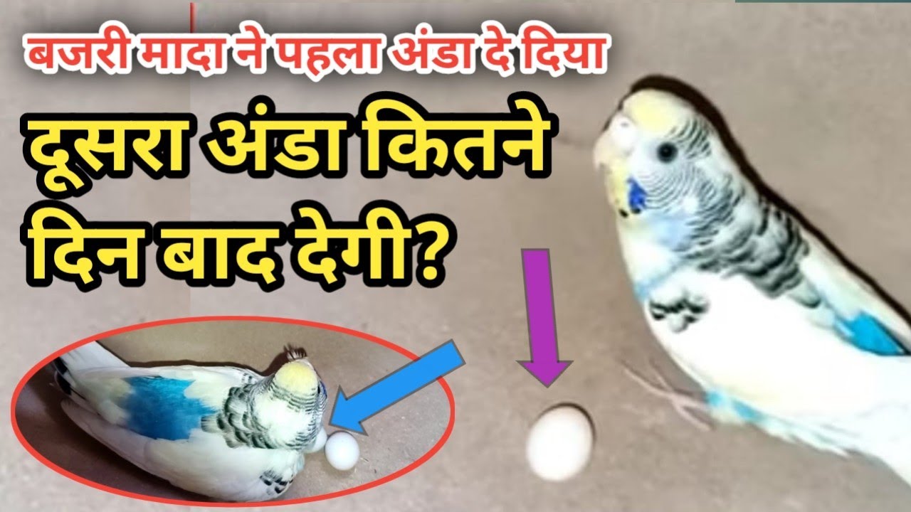 Budgeis Parrot Female Pehla Egg Ke Baad Dusra egg Kitne Din Baad Deti