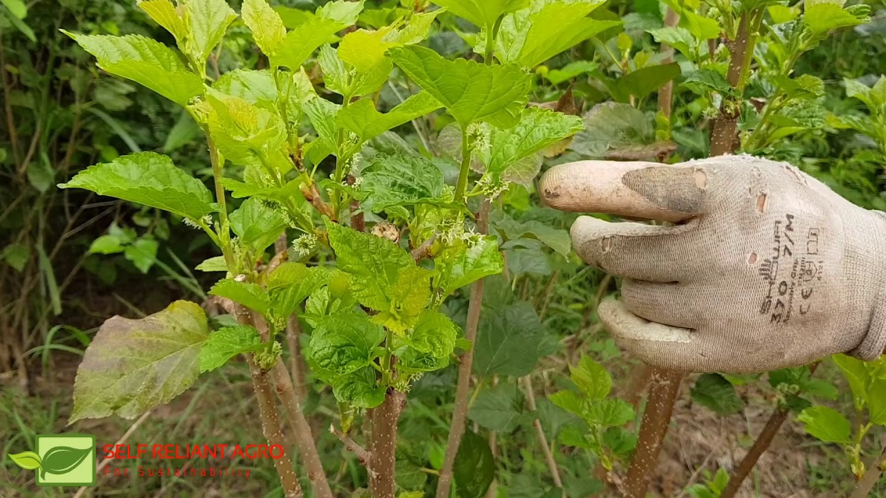 วิธีตัดแต่งทรงพุ่ม หม่อนหรือมัลเบอรี่ เพื่อบังคับออกผล ดกๆ (How to cut the mulberry bush)