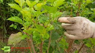 วิธีตัดแต่งทรงพุ่ม หม่อนหรือมัลเบอรี่ เพื่อบังคับออกผล ดกๆ (How to cut the mulberry bush)