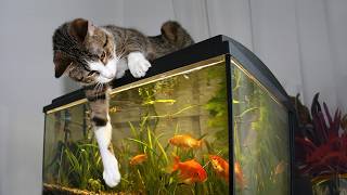 POISSON D'AVRIL #5