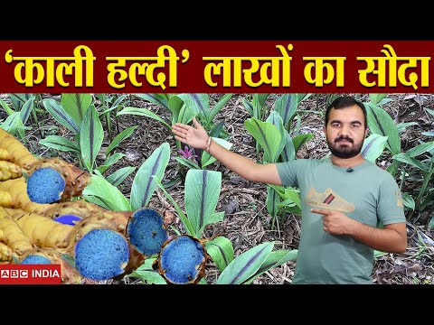 काली हल्दी की खेती | Black Turmeric farming | लाखों की