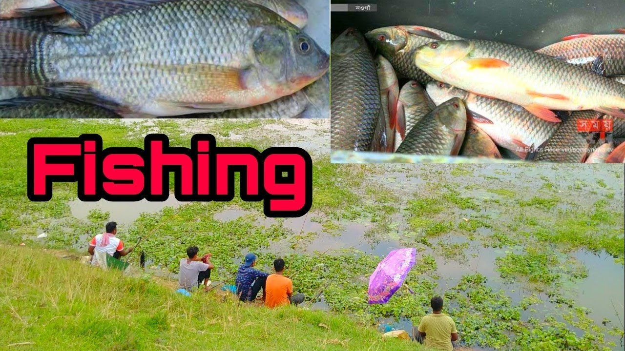বড়শি দিয়ে  Best hook Amazing Fishing Catch Fish Bd