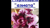 Орхидеи,узамба́рские фиалки и др.цветы