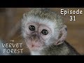 Vervet Monkeys Fight When New Orphan Baby Monkey Meets Foster Mom - Ep. 31