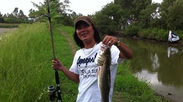 Câu cá chim khủng 2017