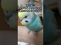 実は見たことがない頭の青いセキセイインコちゃん #セキセイインコ #コザクラインコ #インコ#かわいいですねぇ