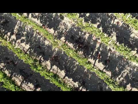 Çeşme, Ovacık Cabernet Sauvignon Bağı