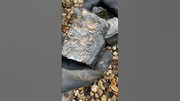 I can’t believe I found this rare little fossil!😄🍀#shorts#fossilhunter