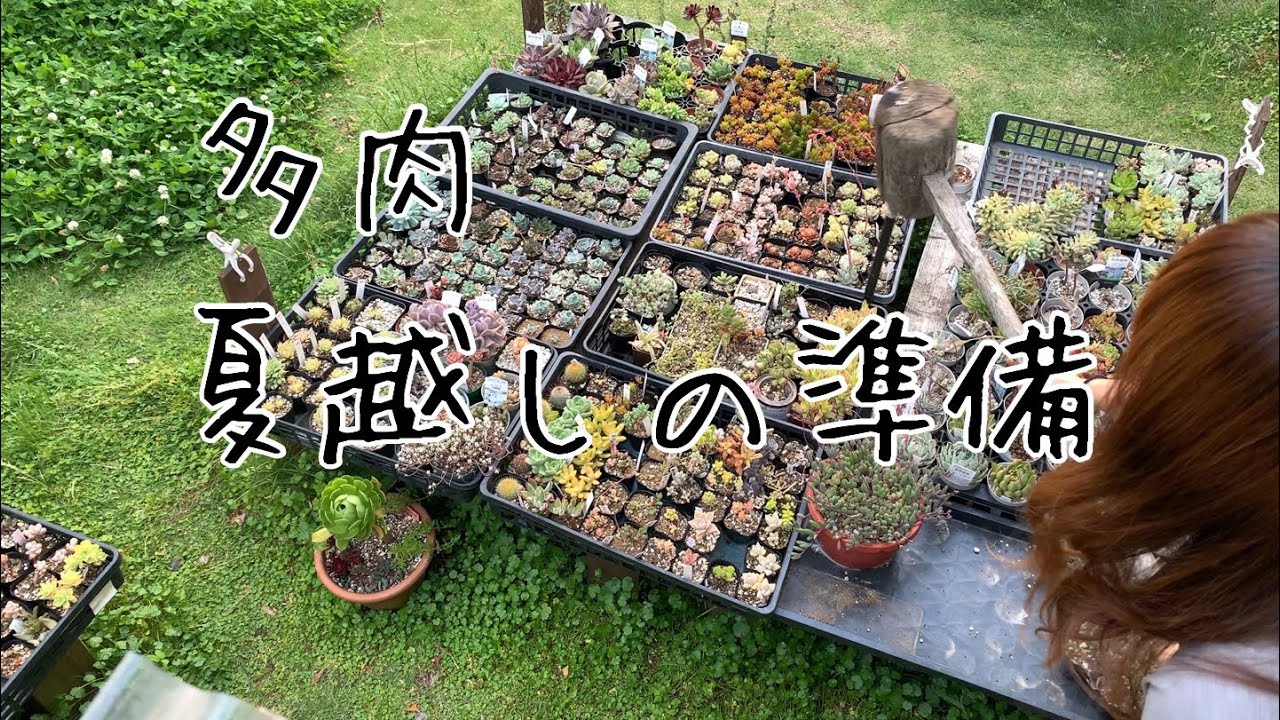 100均diy 多肉棚に遮光シートを取り付ける Youtube 100均diy 多肉棚に遮光シートを取り付ける Youtube